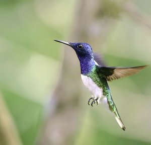 White-necked Jacobin (male) hovering