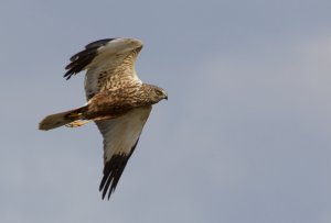 marsh harrier