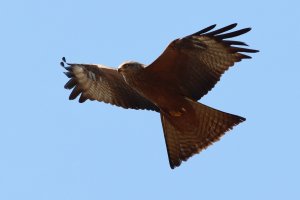 black kite