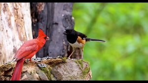 Female towhee gets ran off by male cardinal