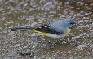 Grey Wagtail