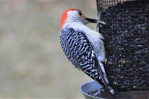 Red-bellied woodpecker