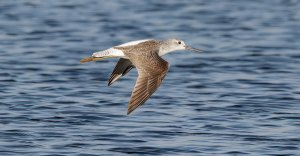 Greenshank