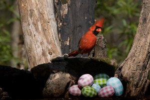 Cardinal was not happy