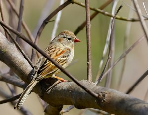 Field Sparrow