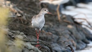 Spotted redshank