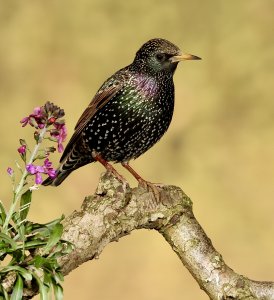 Starling and flowers