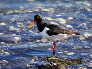 Oystercatcher