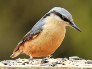 Nuthatch