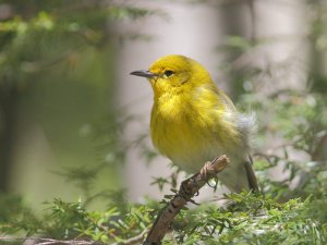 Pine Warbler