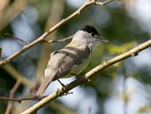 Blackcap