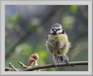 Blue tit:  Scruff 👀