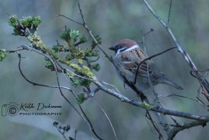 Tree Sparrow