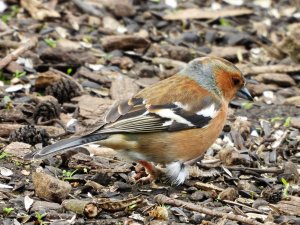 Chaffinch male