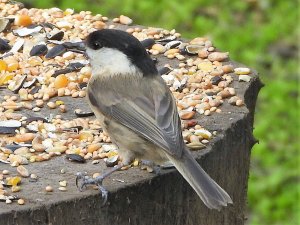 Willow Tit