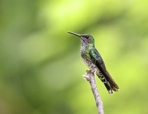 White-necked Jacobin (female) perched