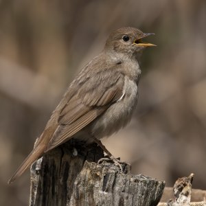 Thrush Nightingale , Luscinia luscinia