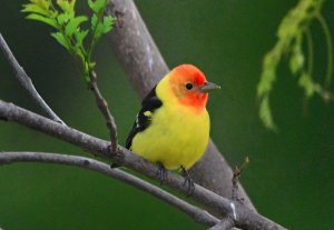 What a pretty boy! — Western Tanager