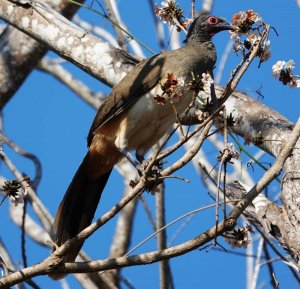 West Mexican Chachalaca