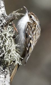 Tree creeper