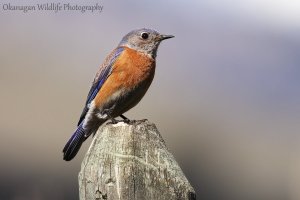 Western Bluebird