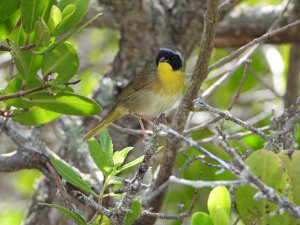 Common Yellowthroat-male