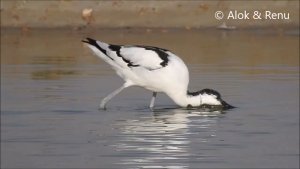 Talchhapar - 23 : Pied Avocet : Amazing Wildlife of India by Renu Tewari and Alok Tewari