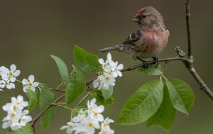 Male Redpoll