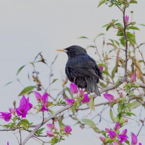 Spotless Starling