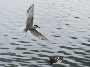 Common Tern.jpg