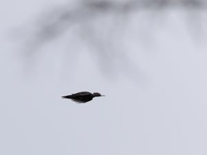Black woodpecker in flight