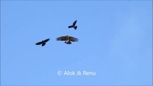 Himalayas - 591 : Mountain Hawk-Eagle : aerial fight : Amazing Wildlife of India by Renu Tewari and Alok Tewari