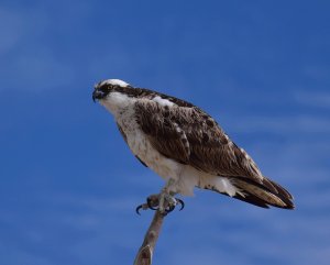 Osprey.jpg