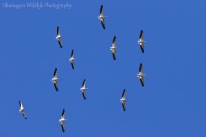 American White Pelican