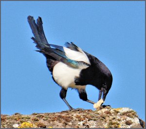 Magpie