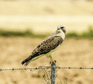 Swainson's Hawk