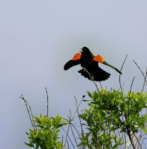 Red-winged Blackbird Displaying