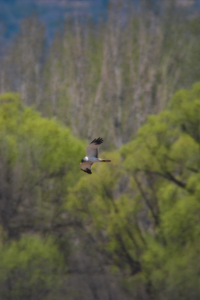 Eastern marsh harrier