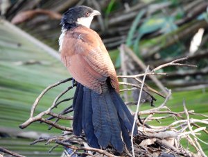 Senegal Coucal