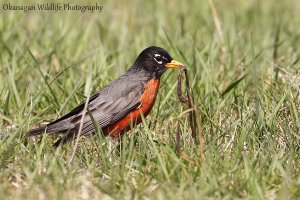 American Robin