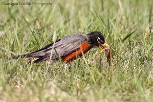 American Robin