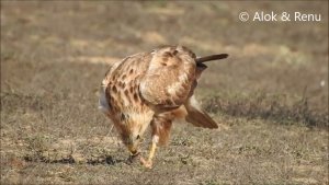 Jorbeer - 52 : Long legged Buzzard : feasting : Amazing Wildlife of India by Renu Tewari and Alok Tewari