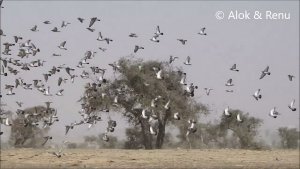 Jorbeer - 53 : Yellow-eyed Pigeon : group inflight : Amazing Wildlife of India by Renu Tewari and Alok Tewari