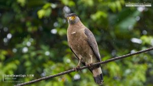 Crested Serpent Eagle, Borneo