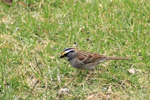 White-throated sparrow