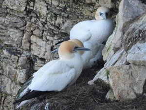 Gannet