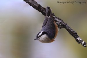 Red-breasted Nuthatch