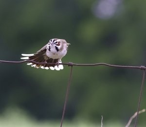 Lark Sparrow stretching