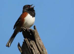 Eastern towhee