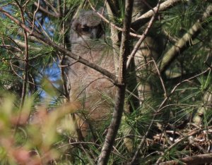 Young great horned owl